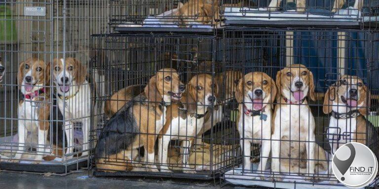 4 000 beagles gered van eksperimente