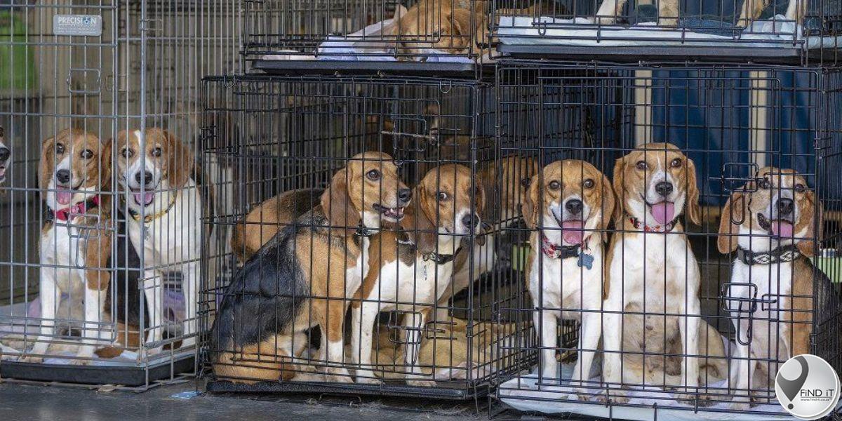4 000 beagles gered van eksperimente