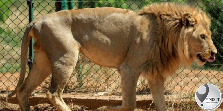 Inwoners jag en maak leeu in KZN-gemeenskap dood