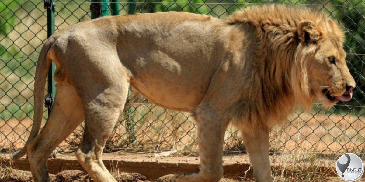 Inwoners jag en maak leeu in KZN-gemeenskap dood
