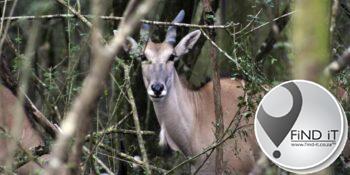 Werker is deurboor deur groot wildsbok by Sweedse dierepark