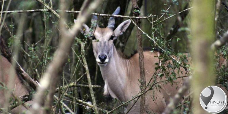 Werker is deurboor deur groot wildsbok by Sweedse dierepark