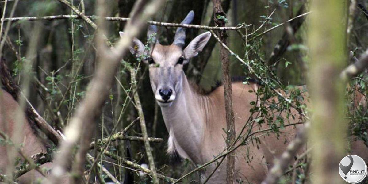 Werker is deurboor deur groot wildsbok by Sweedse dierepark