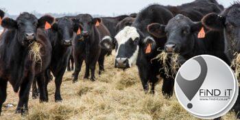 Beef industry seeing glimmers of positivity following suspensions  