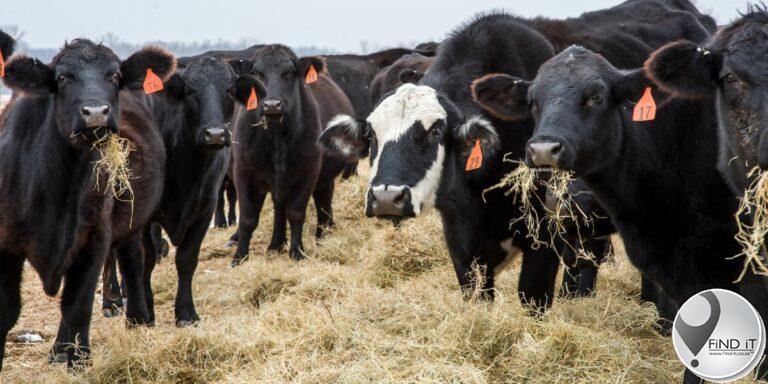 Beef industry seeing glimmers of positivity following suspensions  