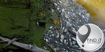Tonne dooie visse uit Oder-rivier gehaal