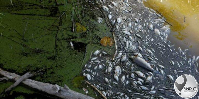 Tonne dooie visse uit Oder-rivier gehaal