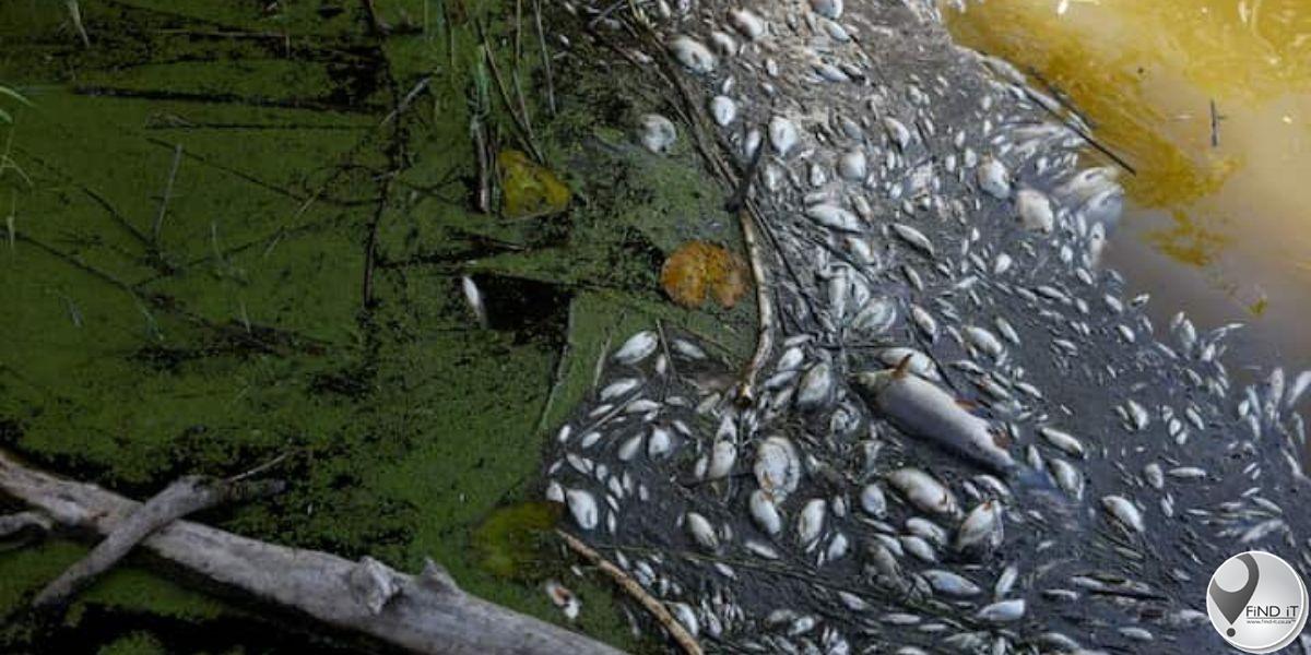 Tonne dooie visse uit Oder-rivier gehaal