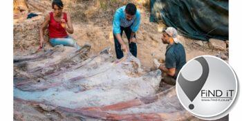 Geraamte van groot dinosourus in Portugal opgegrawe