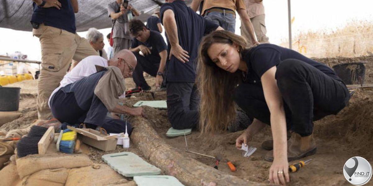 500 000 jaar oue olifanttand opgegrawe in Israel