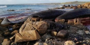 Veertien spermwalvisse dood na massastranding op Australiese strand
