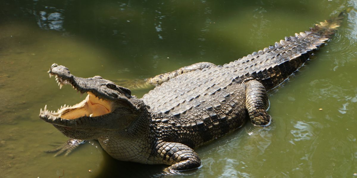 Ontbindende liggaam gevind met krokodil byte in Tugelarivier