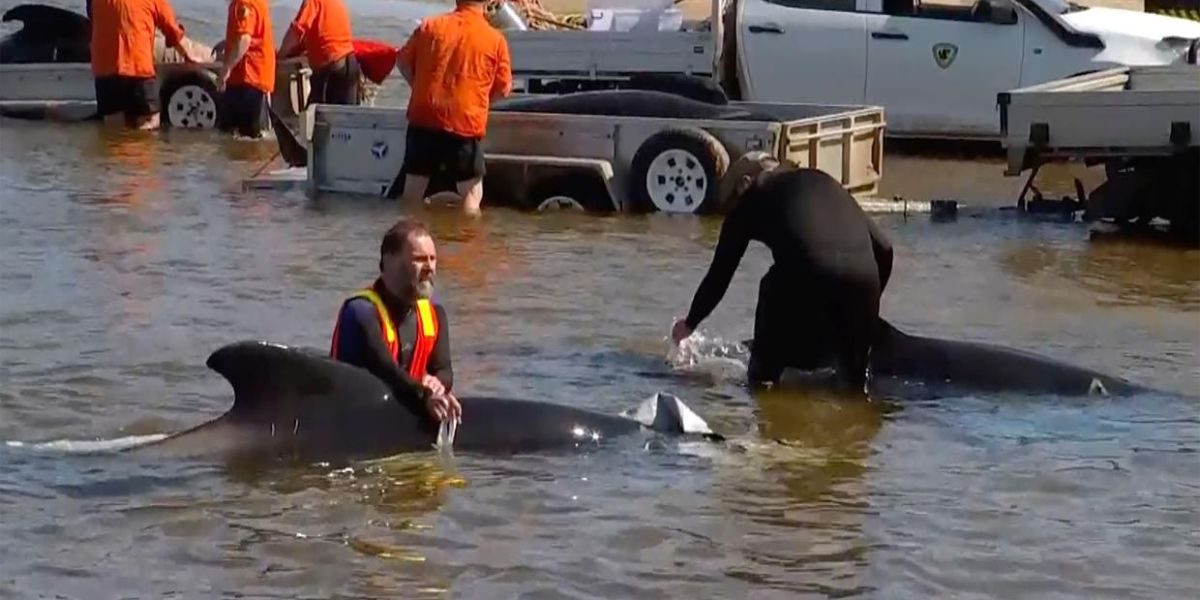 32 walvisse gered van 230 wat gestrand was in Tasmanië