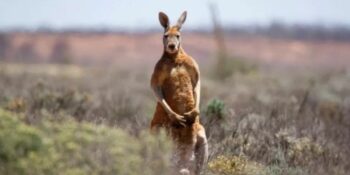 Australiese man oorlede na aanval deur sy troetelkangaroe