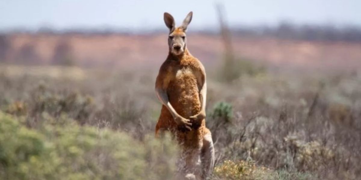 Australiese man oorlede na aanval deur sy troetelkangaroe