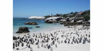 Voëlgriep tref Kaapstad se geliefde Boulders Pengiun Colony, voëls verwyder en uitgesit