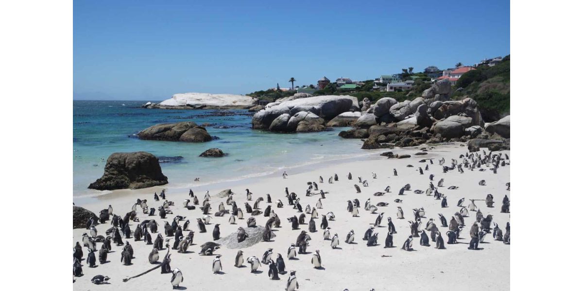 Voëlgriep tref Kaapstad se geliefde Boulders Pengiun Colony, voëls verwyder en uitgesit