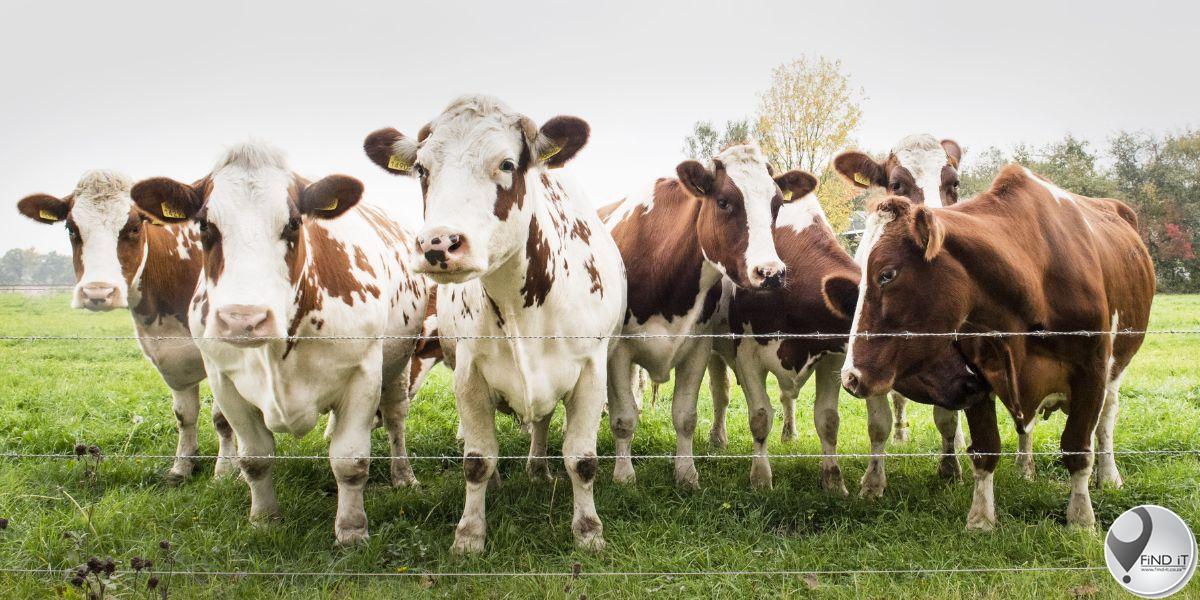 FMD: Beefmaster Group welcomes lifting of ban