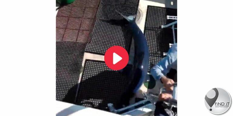 Wêreld se vinnigste haai spring op boot, vissermanne skarrel weg