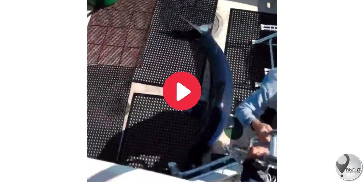 Wêreld se vinnigste haai spring op boot, vissermanne skarrel weg