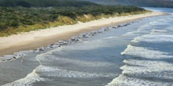 230 walvisse gestrand op Tasmanië strand
