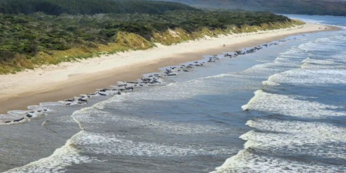 230 walvisse gestrand op Tasmanië strand