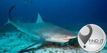 Amerikaanse toeris doodgemaak deur haai in Bahamas