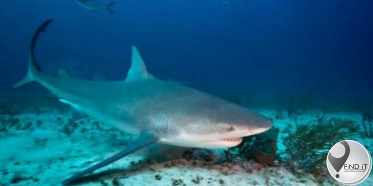 Amerikaanse toeris doodgemaak deur haai in Bahamas