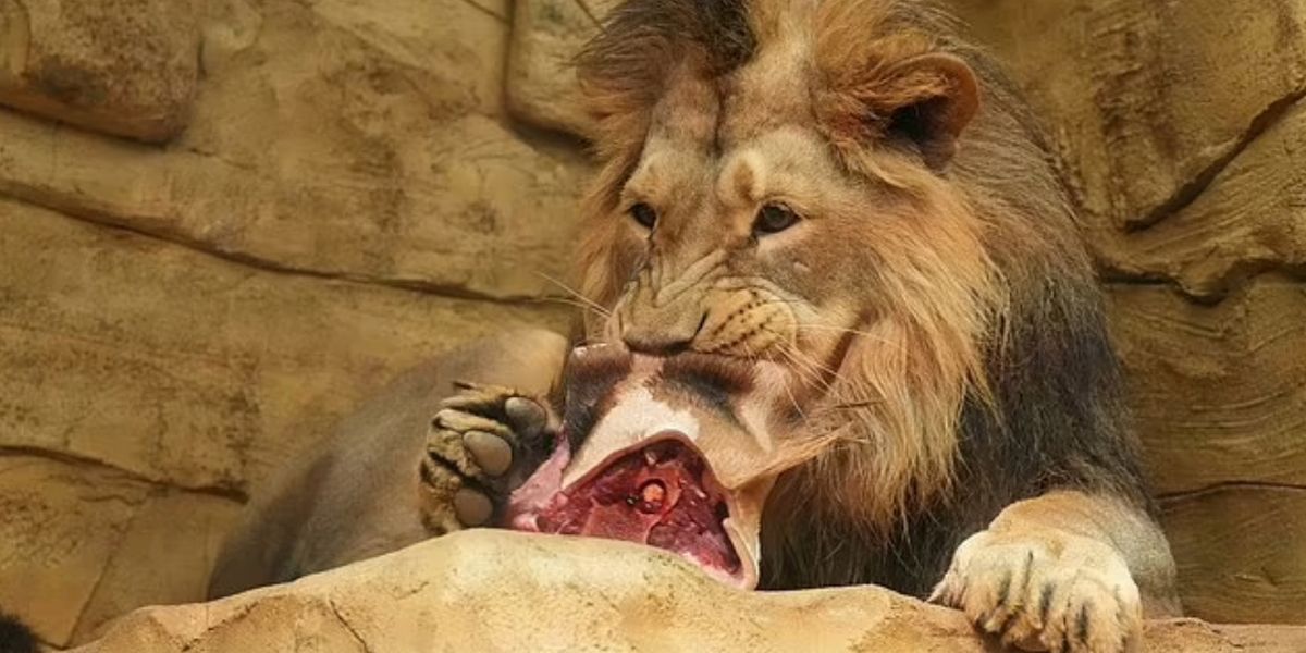 Dieretuin plaas foto van leeu wat kameelperd eet