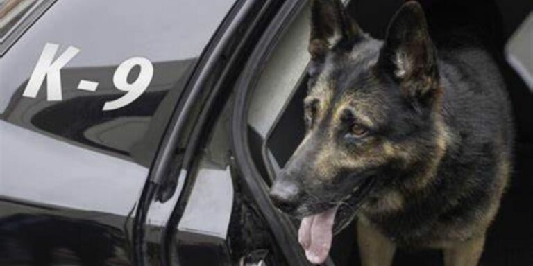 Man byt polisiehond