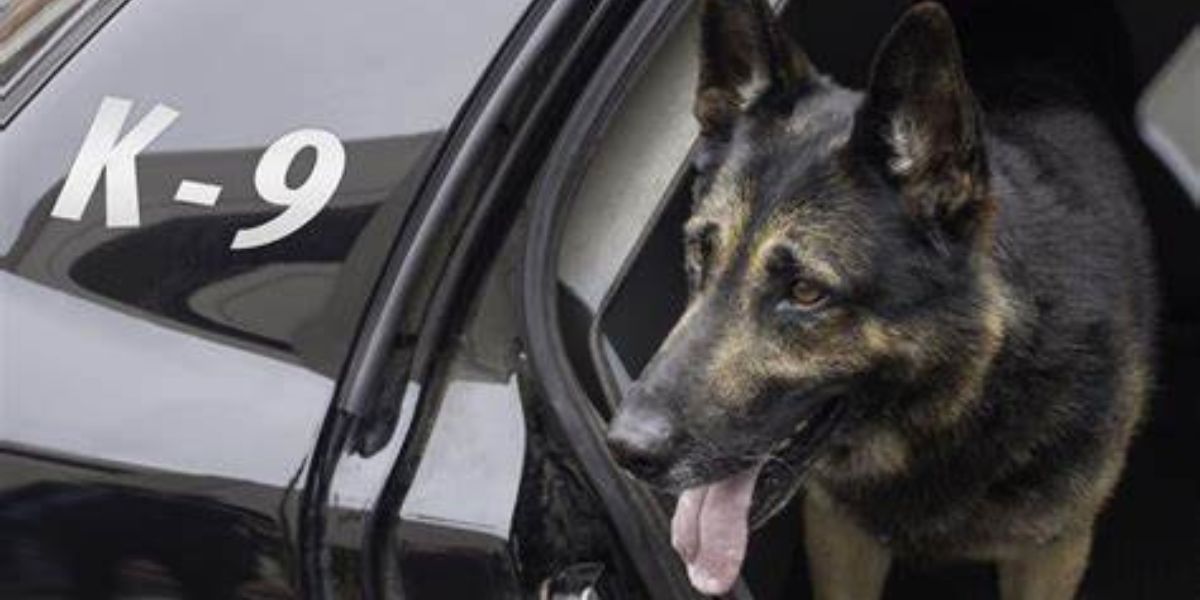 Man byt polisiehond
