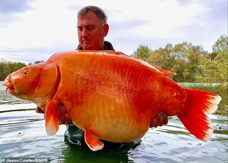 (Foto: Daily Mail)