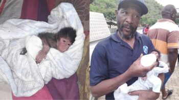 (Fotokrediet: Nelspruit SPCA)