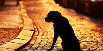 Hond hardloop in straat af met afgekapte kop in mond