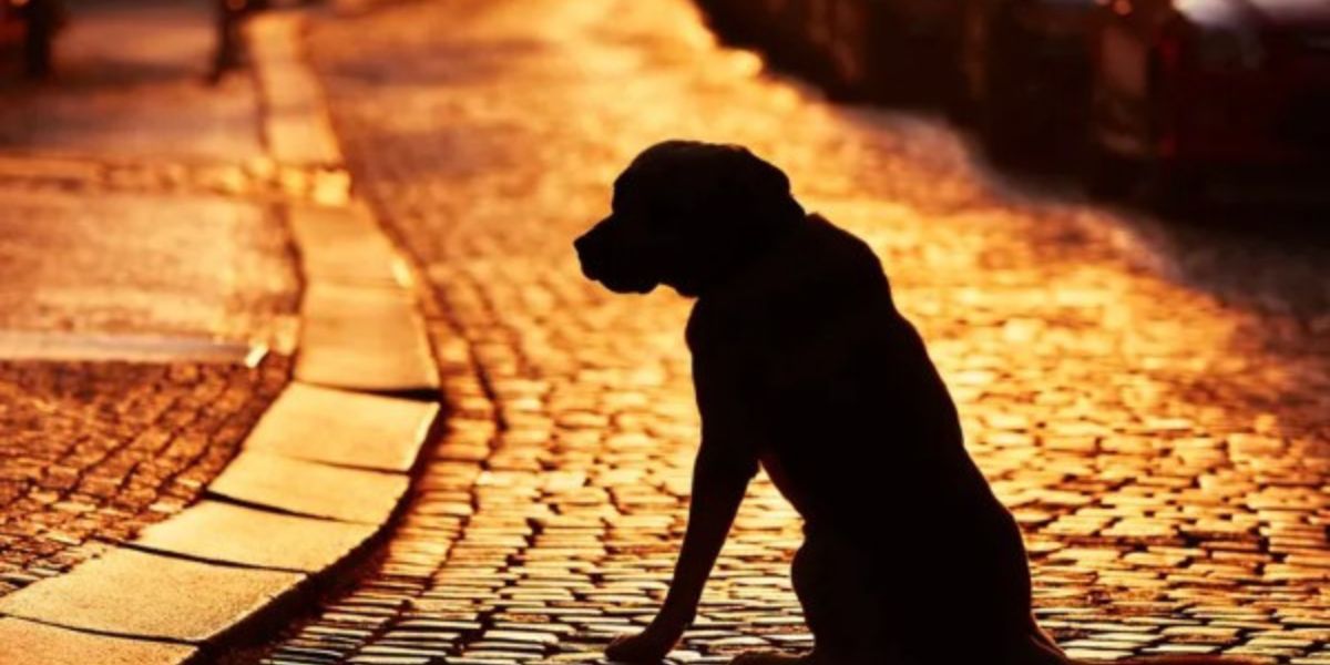 Hond hardloop in straat af met afgekapte kop in mond