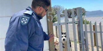 Eienaar aangekla na poolhonde pikkewyne doodbyt in Simonstad