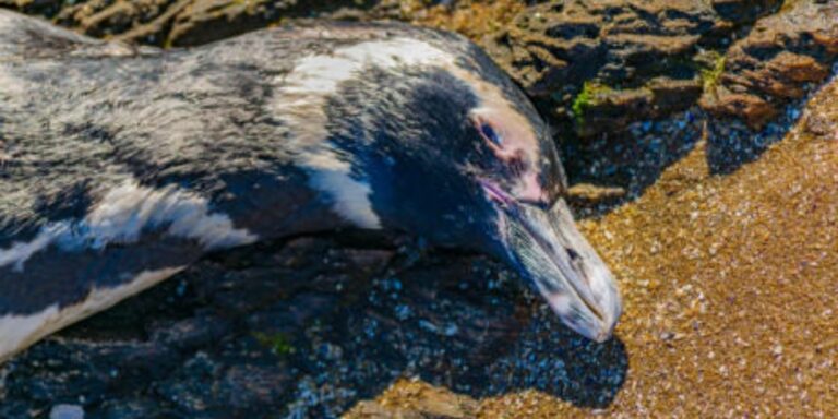 Huskies maak 19 Afrika pikkewyne dood in Simon’s Town