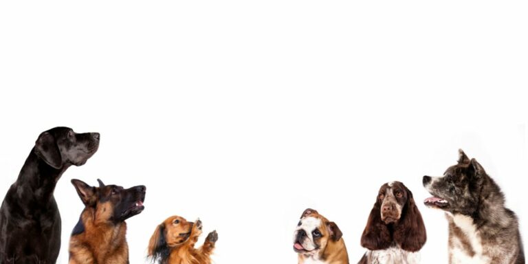 21 verlate honde na Pretoria diereskuiling geneem