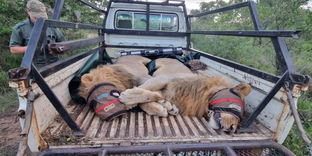 Drie ontsnapte leeus veilig in Kruger- nasionale park
