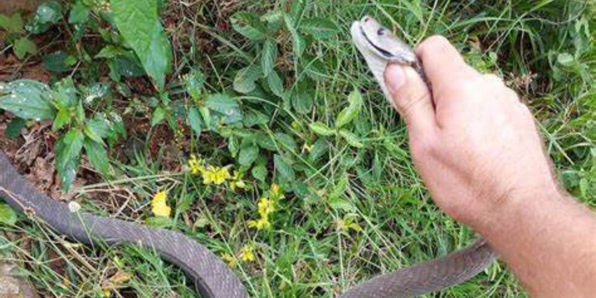 Durban slangvanger amper gebyt deur swart mamba