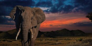 Olifant storm af op veldwagter by Kruger Nasionale park
