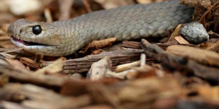 Slang in leerlinge se middagmaal
