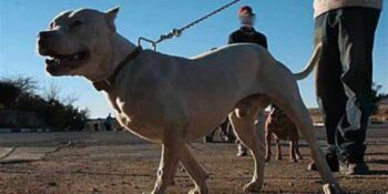 Man wat glo pitbull loslaat op publiek gerapporteer aan die polisie