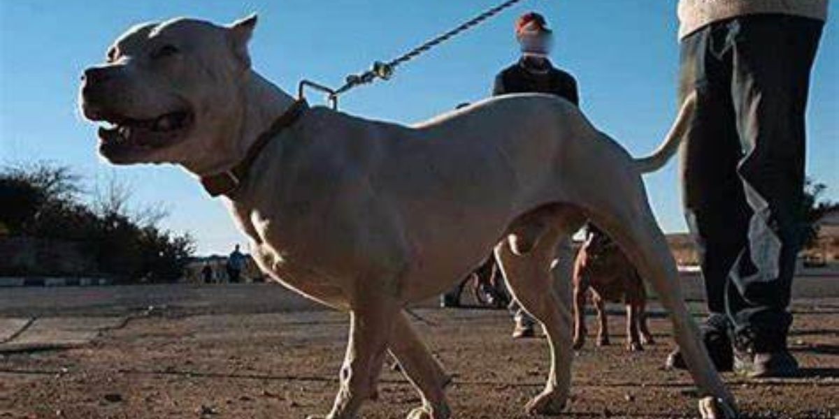 Man wat glo pitbull loslaat op publiek gerapporteer aan die polisie
