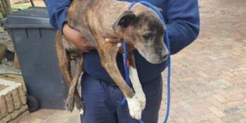 DBV red honde wat deur eienaars agtergelaat is