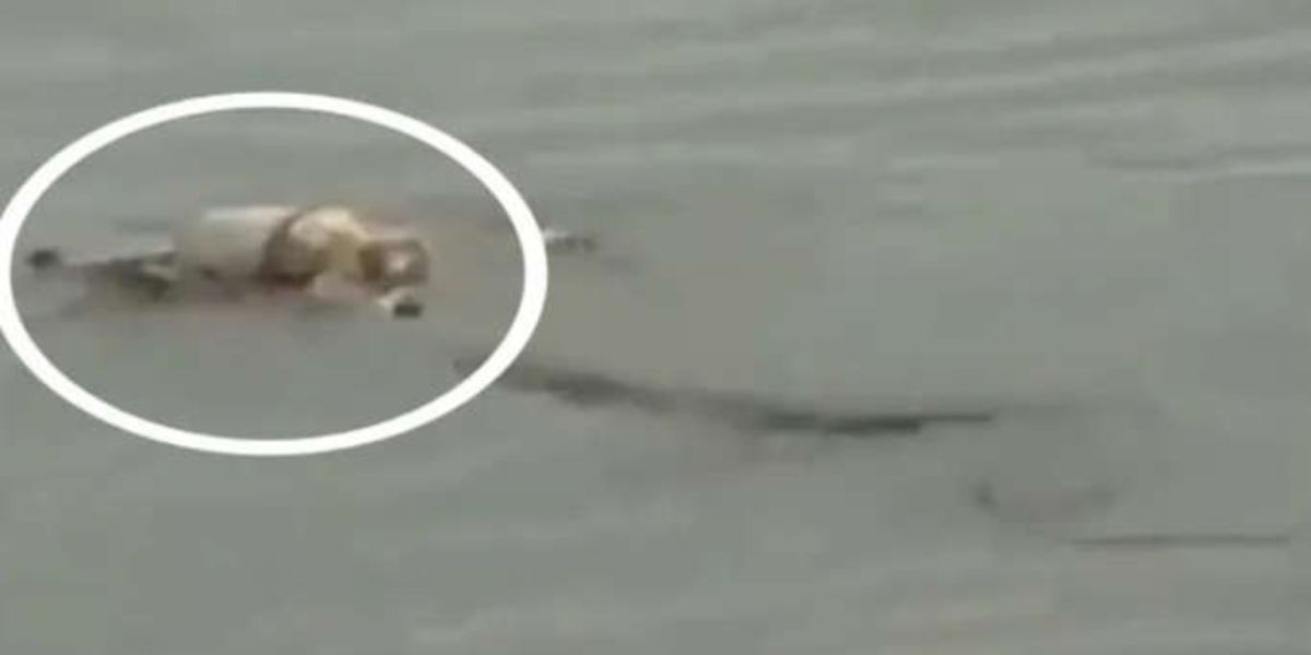 Krokodil vat liggaam van kind wat verdrink het vir boot