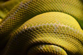(Fotokrediet: Unsplash)