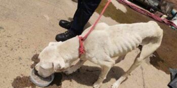 DBV raad neem aksie teen KZN man na hond sterf in kar en 4 ander uitgehonger word