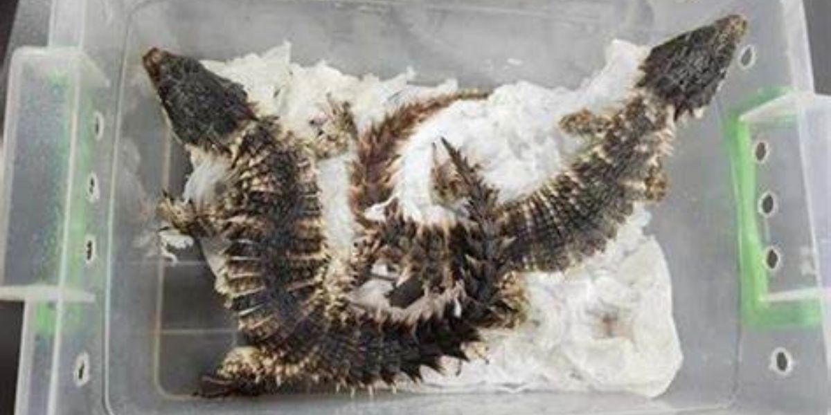Bedreigde akkedisse gevind in pakkies op pad na KZN