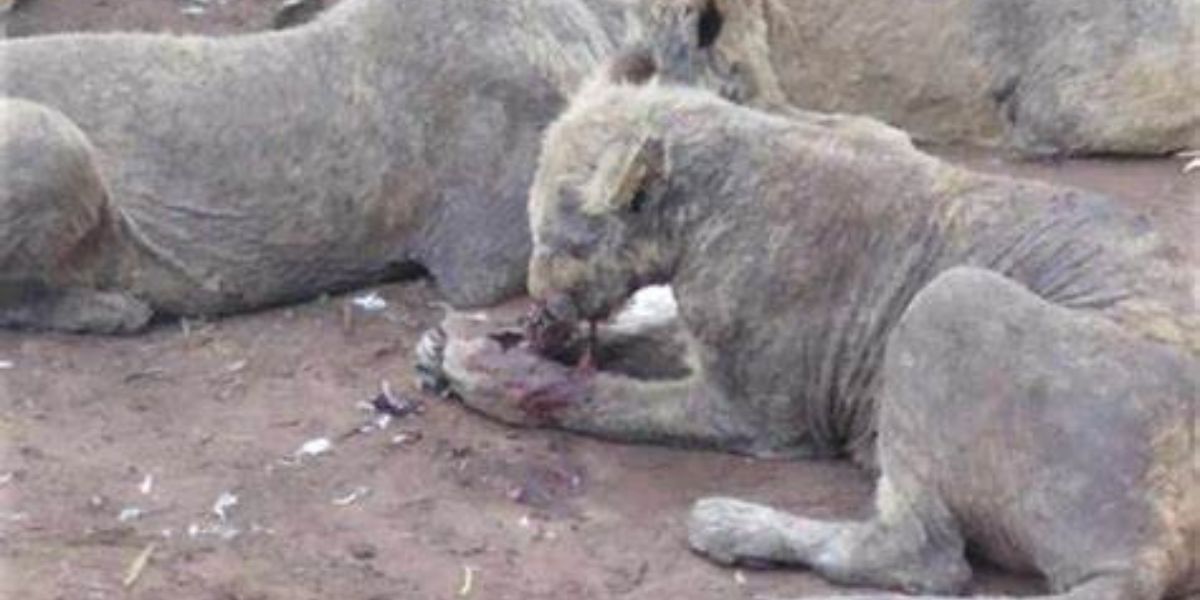 Leeuboer verloor naamskendingsaak teen NDBV